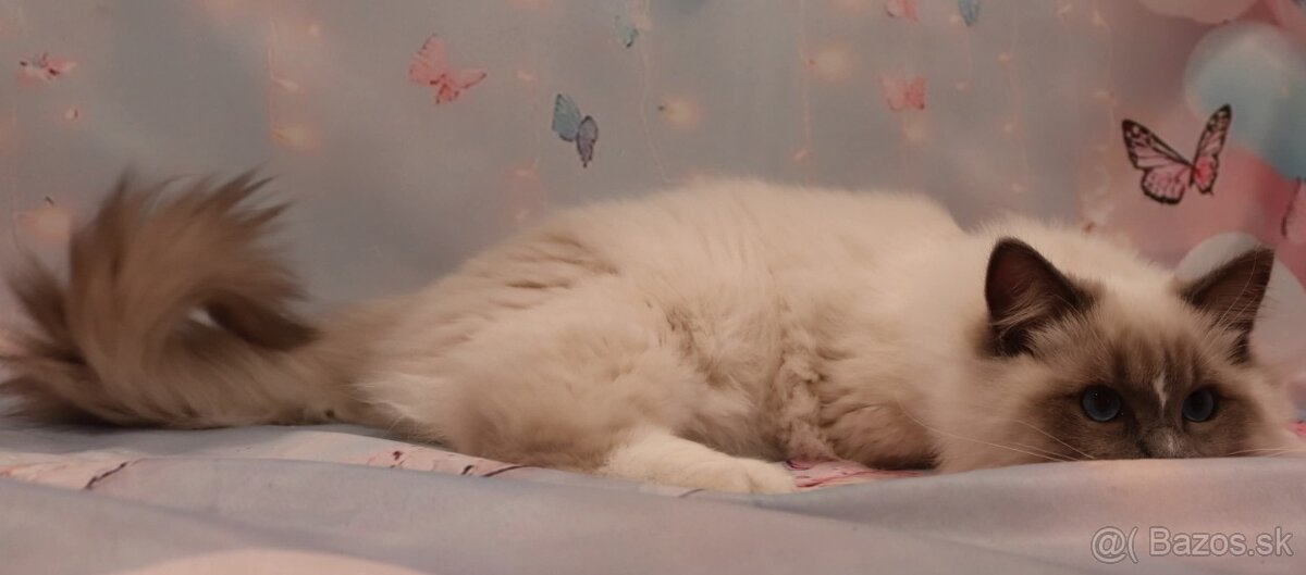 Ragdoll s PP kocúrik - 4