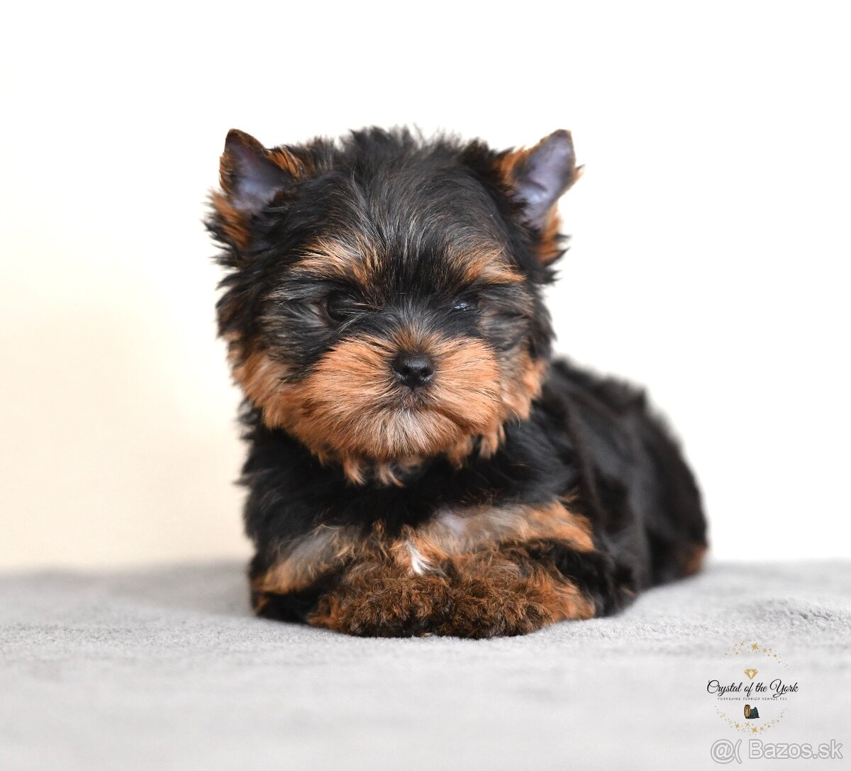 YORKSHIRE TERRIER s PP rodokmenom - yorkshirsky terier - 4