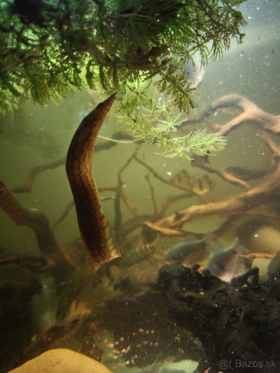 Predám akvarijné rybičky - 4