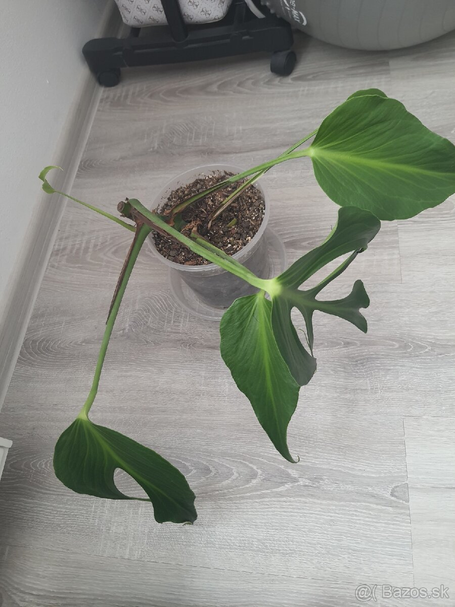 Monstera Burle Marx Flame - 4