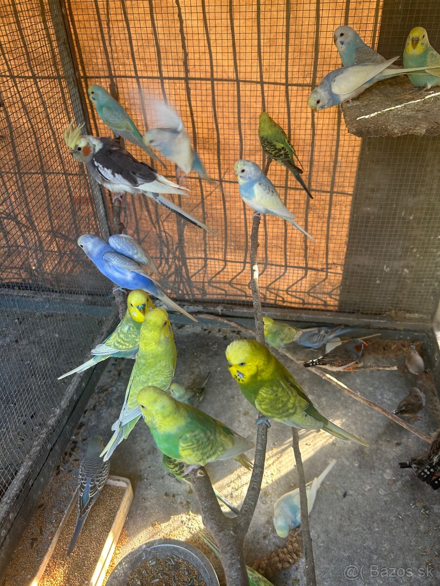 Andulky, Korely, Kakariky, Zebričky - 4