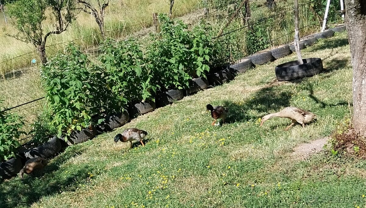 Na predaj cholmogorské húsatá + pižmové a indické kačky - 4