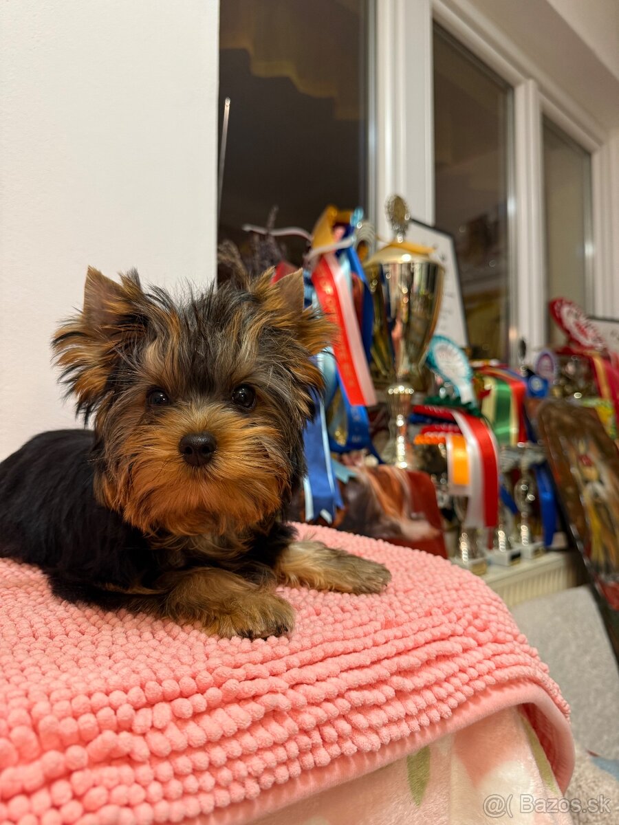 York, Yorkshire, Yorkshirsky terier, mini yorkshire - 4