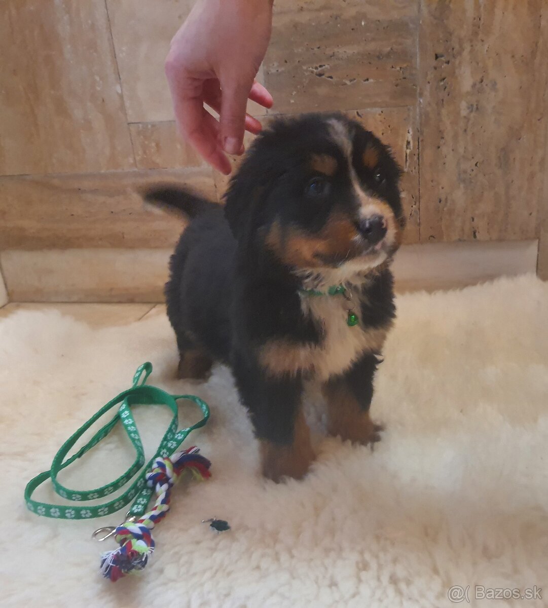 Bernský salašnický pes - 4