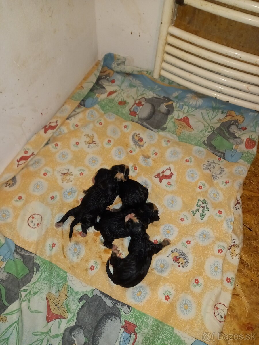 Bernský salašnícky pes - 4