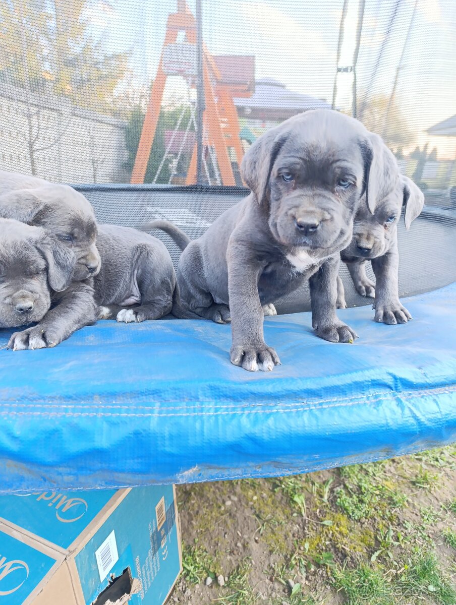 Cane corso modré šteniatka - 4