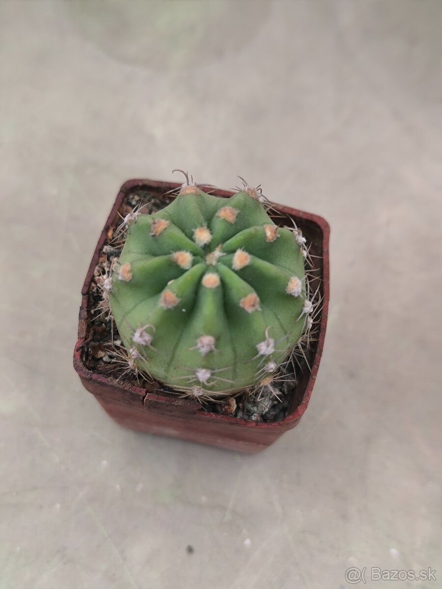 Kaktusy a sukulenty - 4