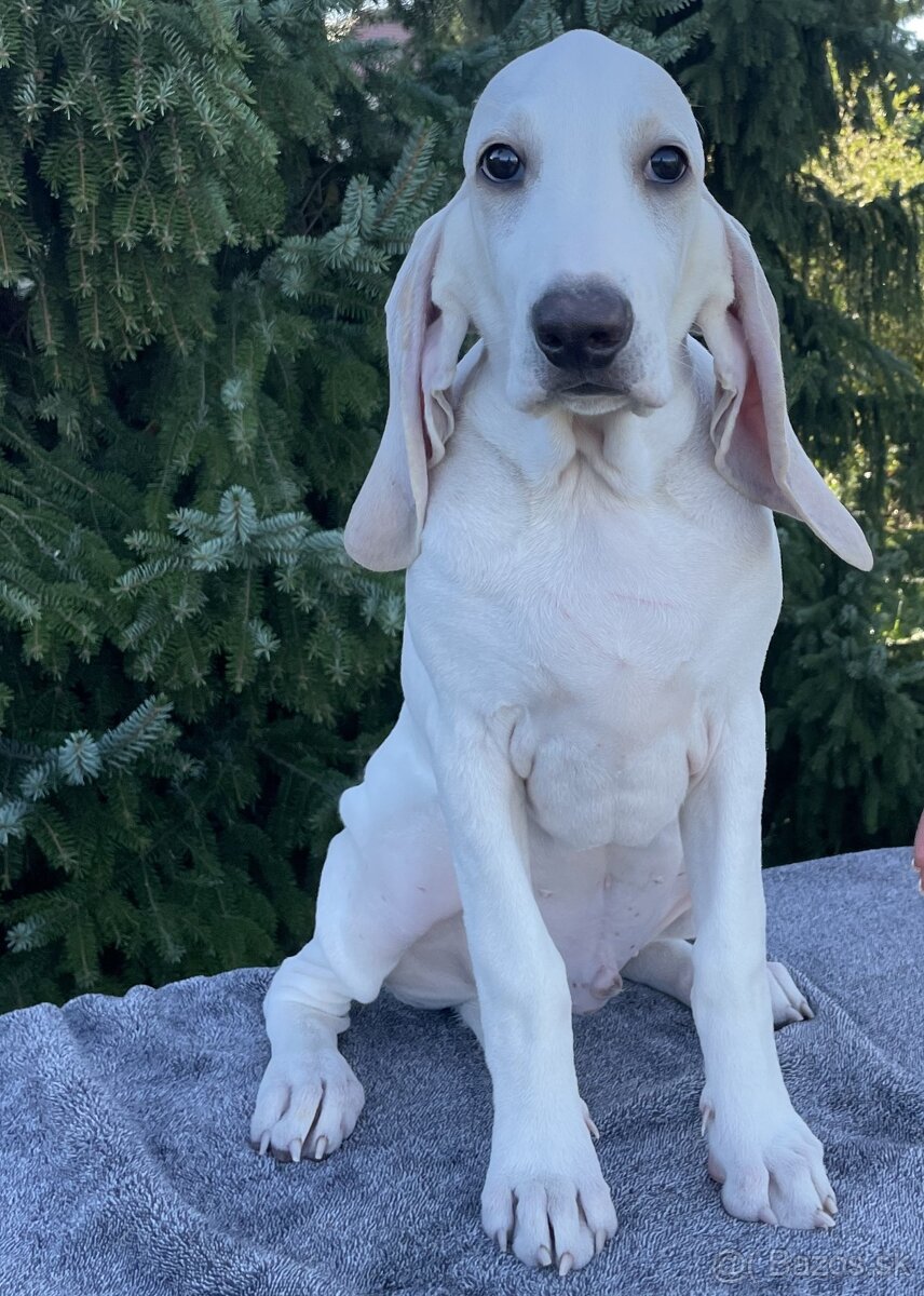 Porcelaine – štěniatko s PP - 4