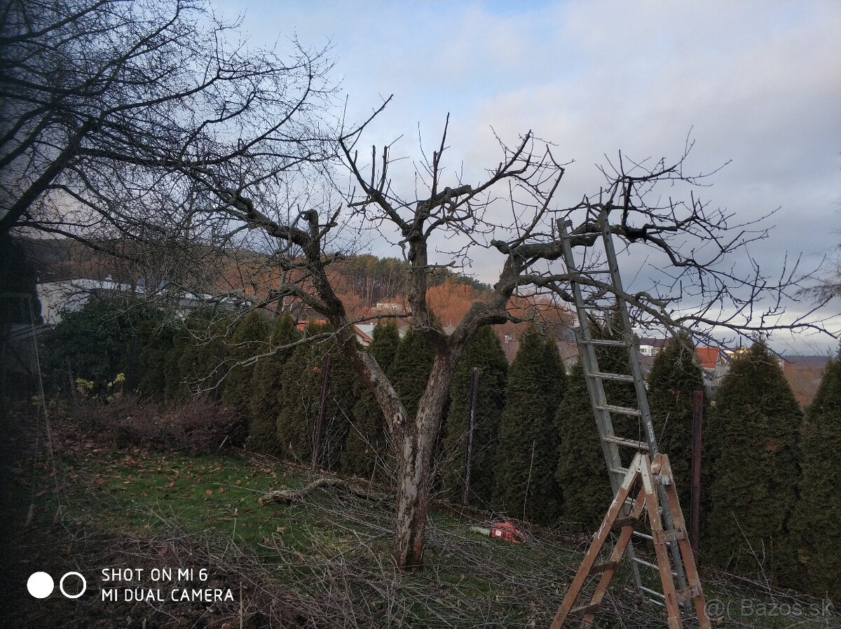Odborný rez ovocných drevín - 4