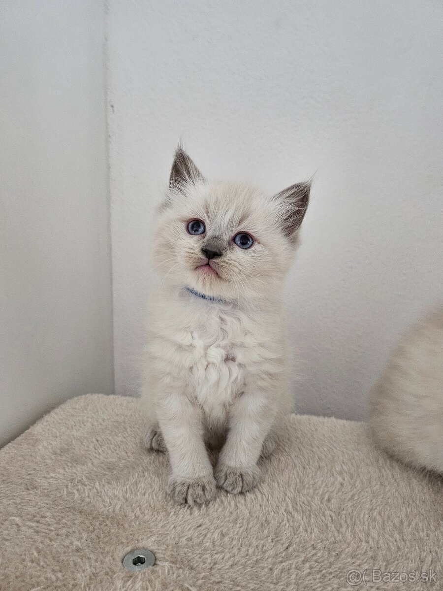 Ragdoll mačiatka - 4