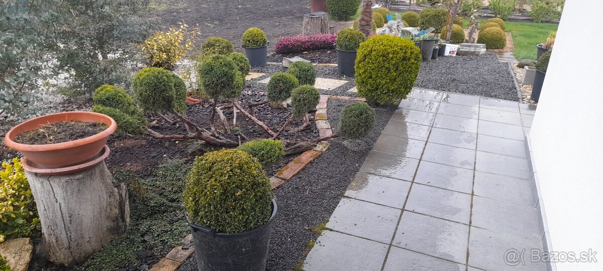 Predam buxus-kruspan - 4