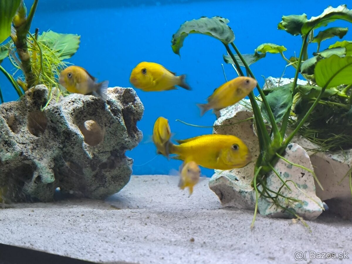 Tropheus Kiriza Gold - 4