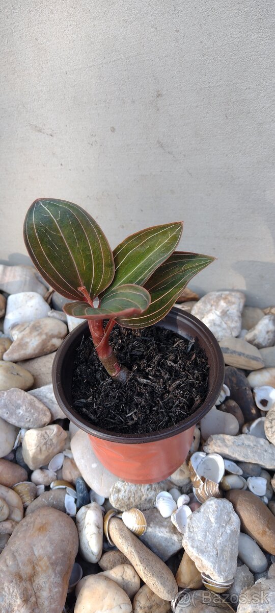 Klenotova orchidea - Ludisia discolor - 4