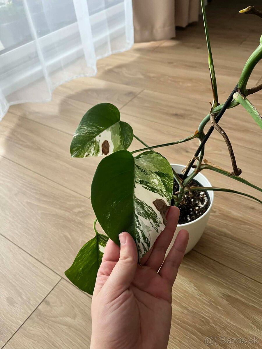 Monstera Albo Variegata - 4