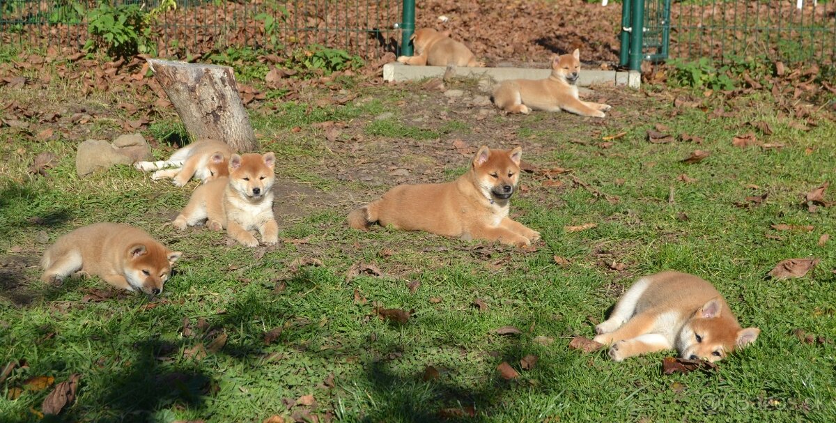 Shiba inu s PP /FCI / - 4