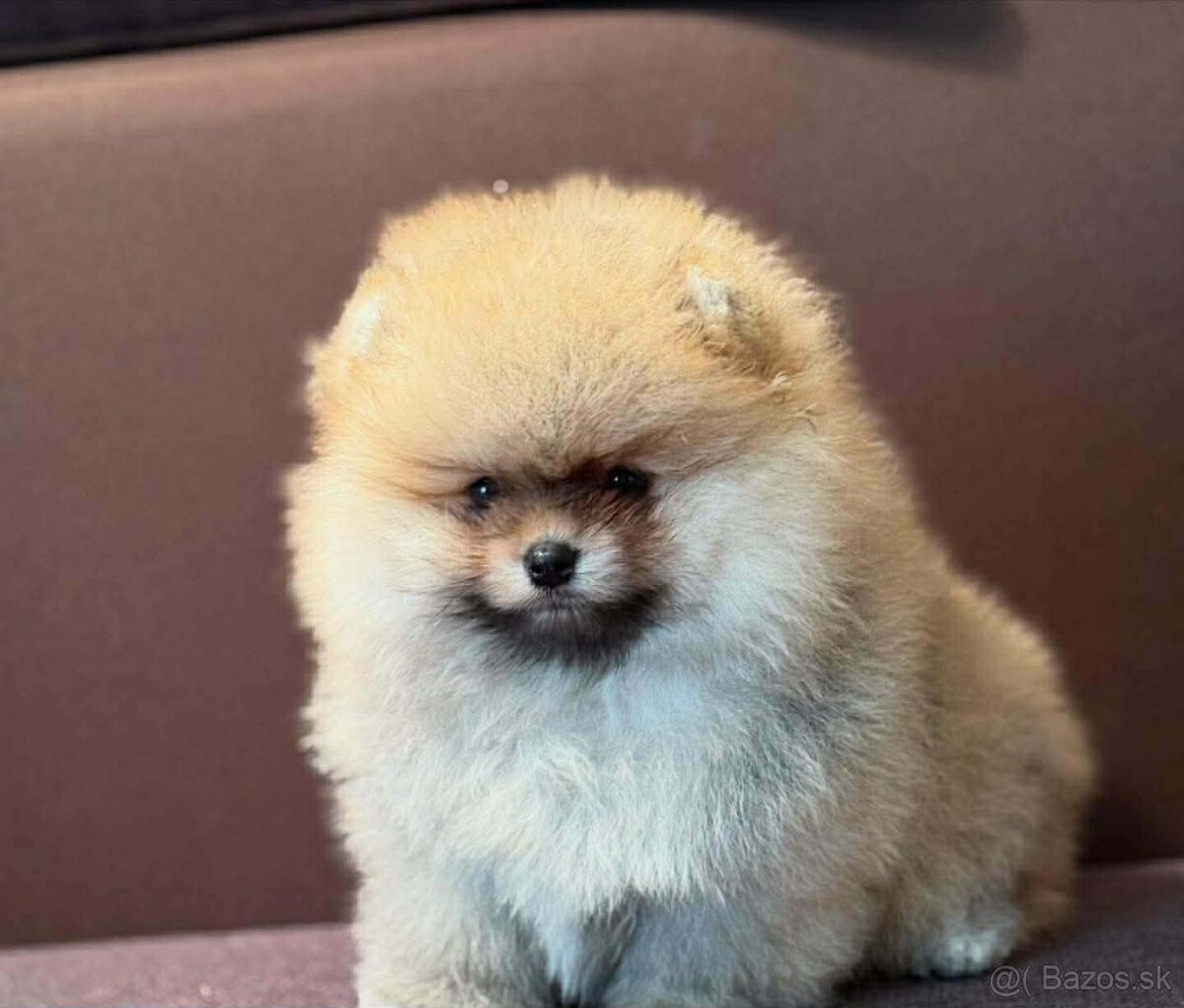 Pomeranian Mini - 4