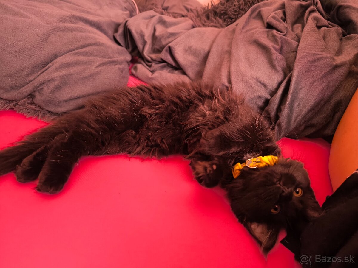 Mainská mývalí s PP - 4