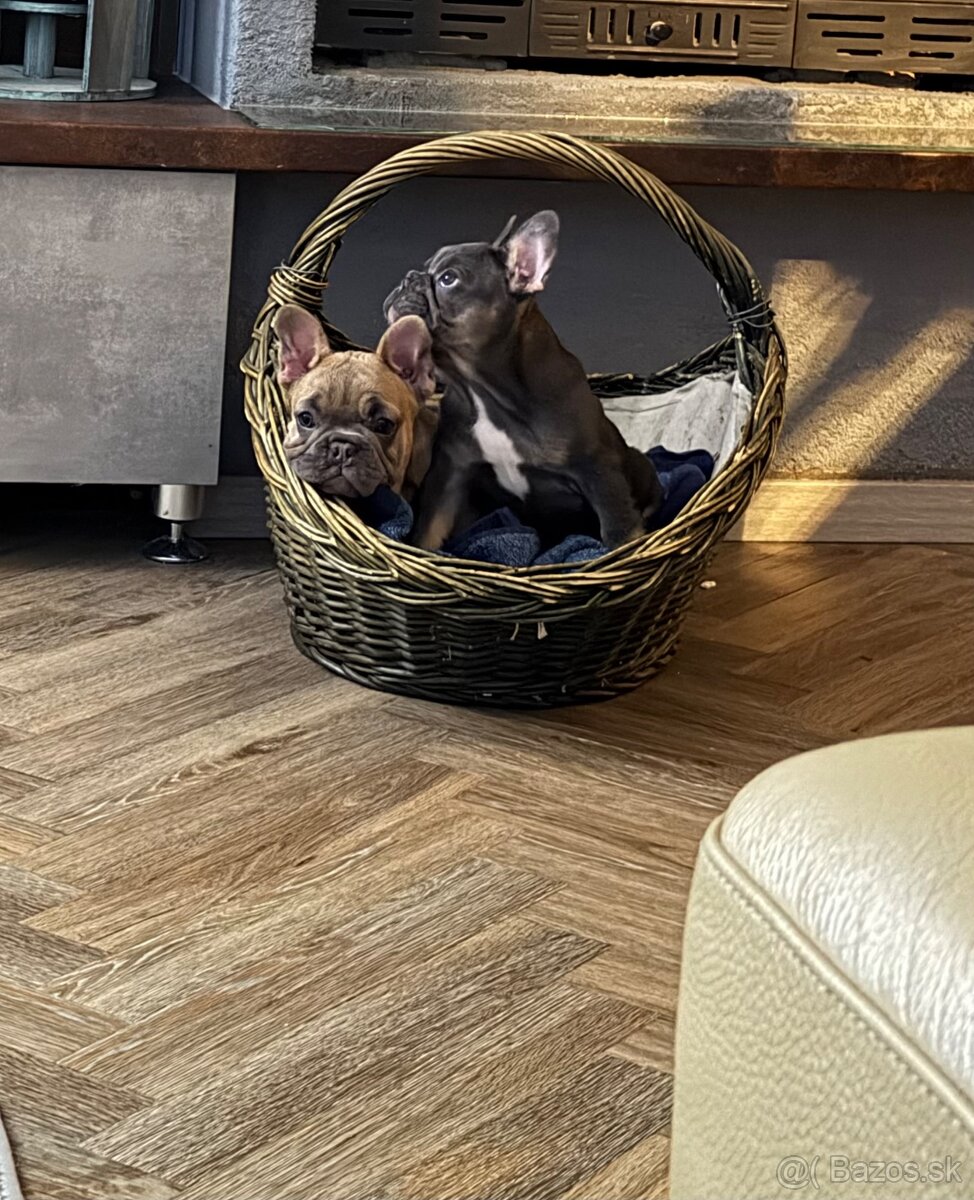 Francúzsky buldoček - 4