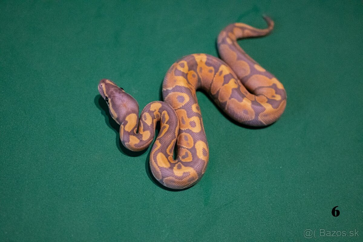 Pytón kráľovský/ Python regius - 4