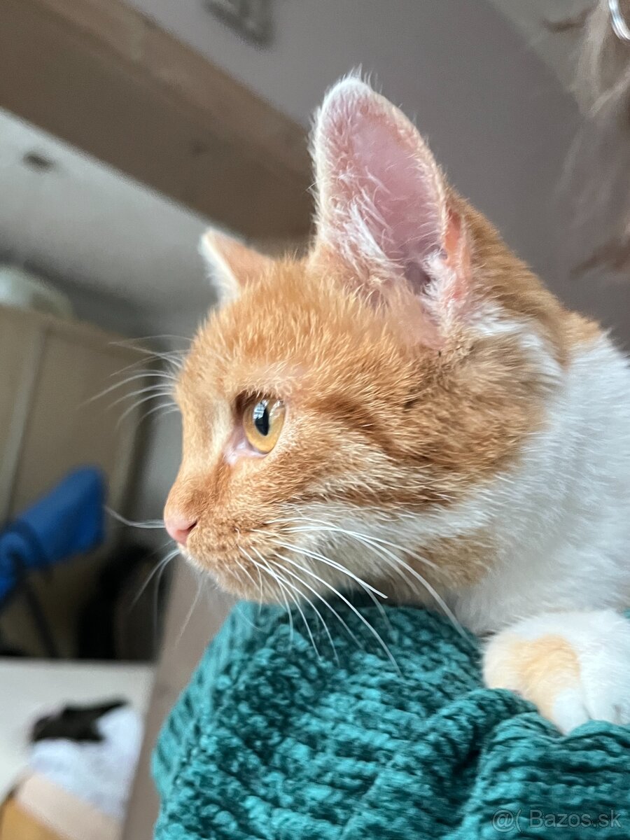 Darujem malého kocúrika - 4