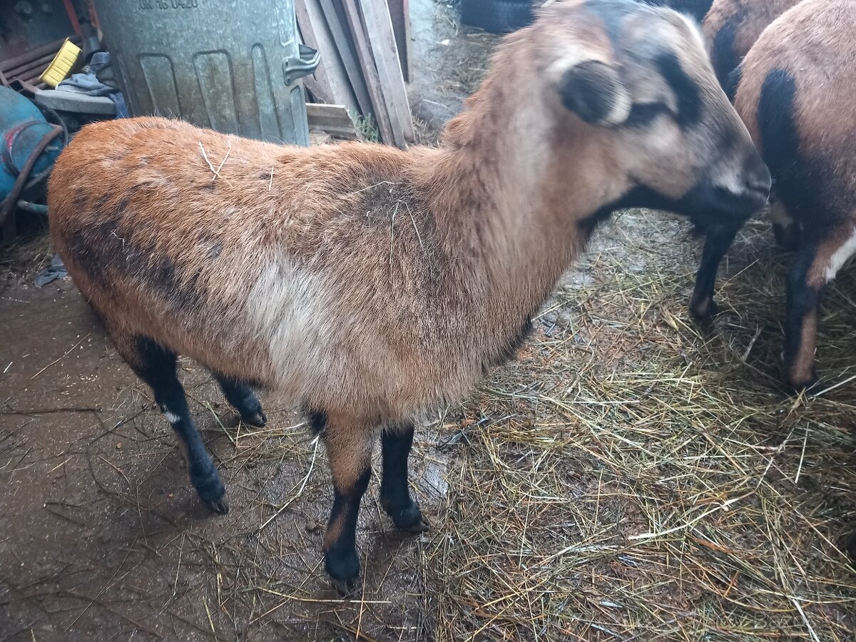 Kamerunske ovečky - 4