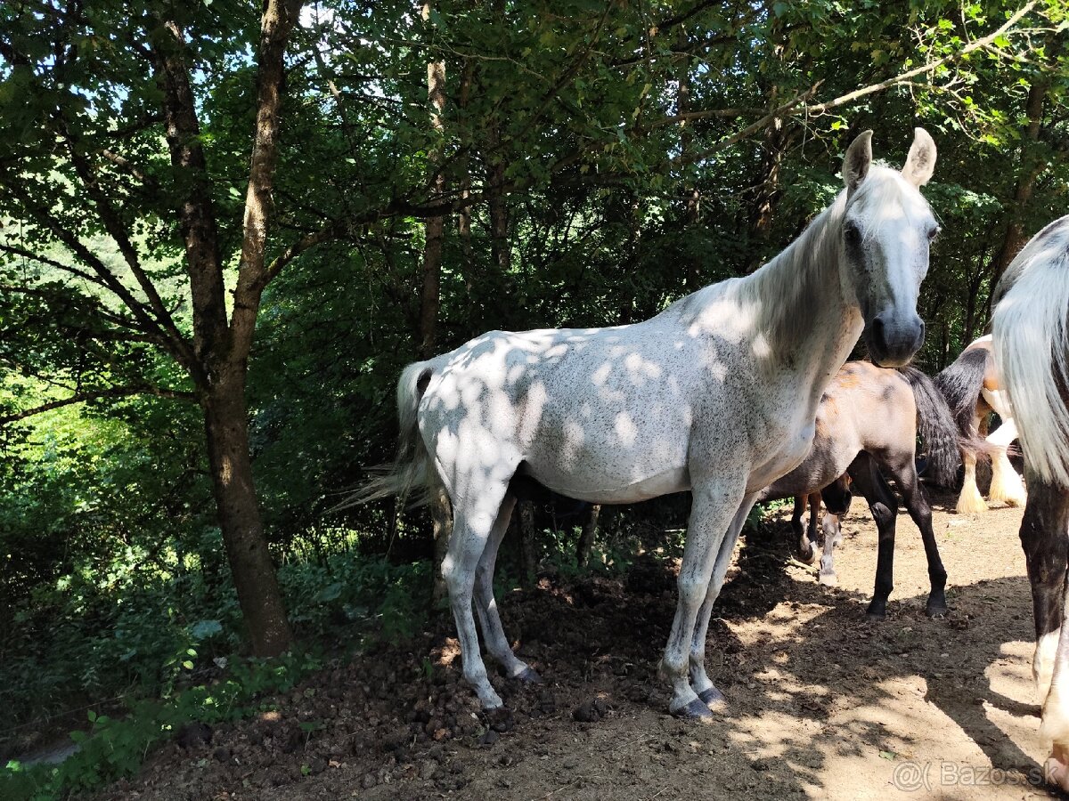 Kobyla originál arab - 4