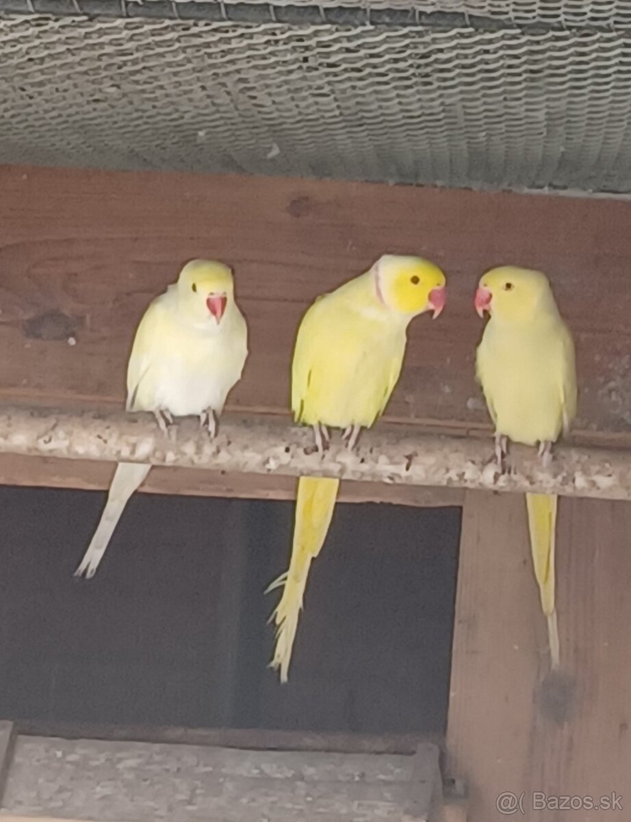 Predám Alexandrov malých: - 4