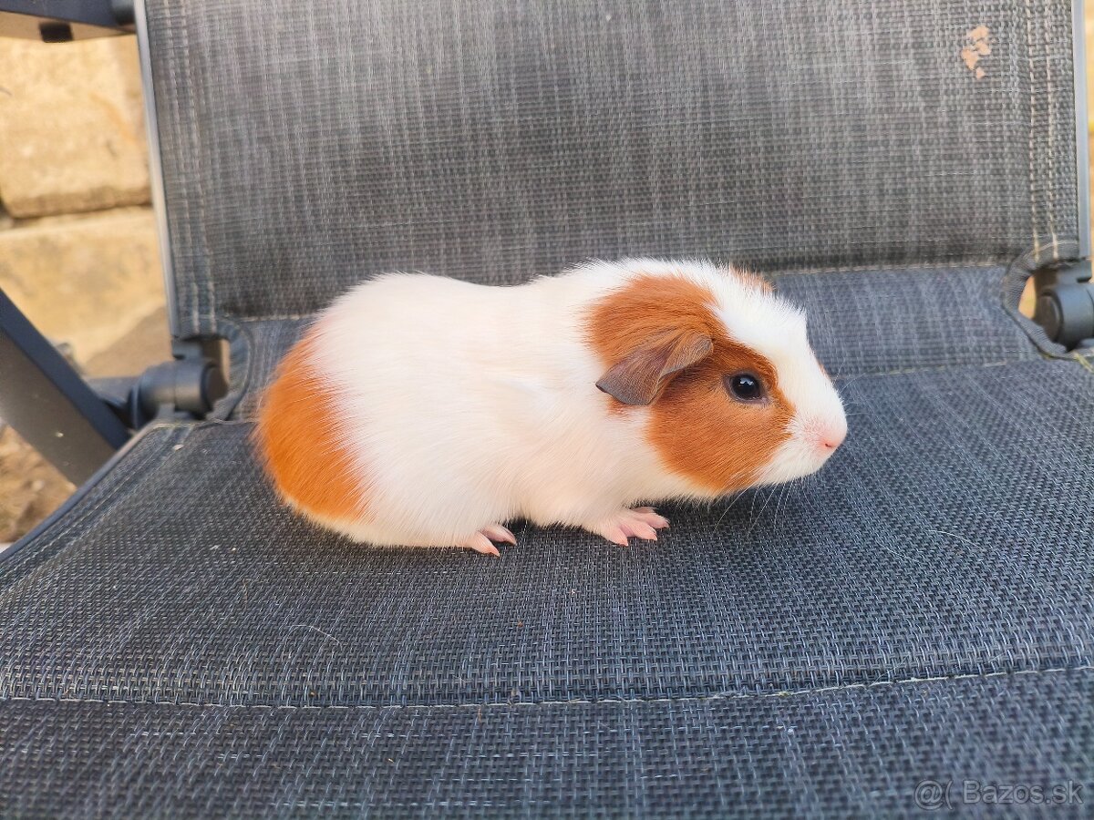 Cuy morčata - 4