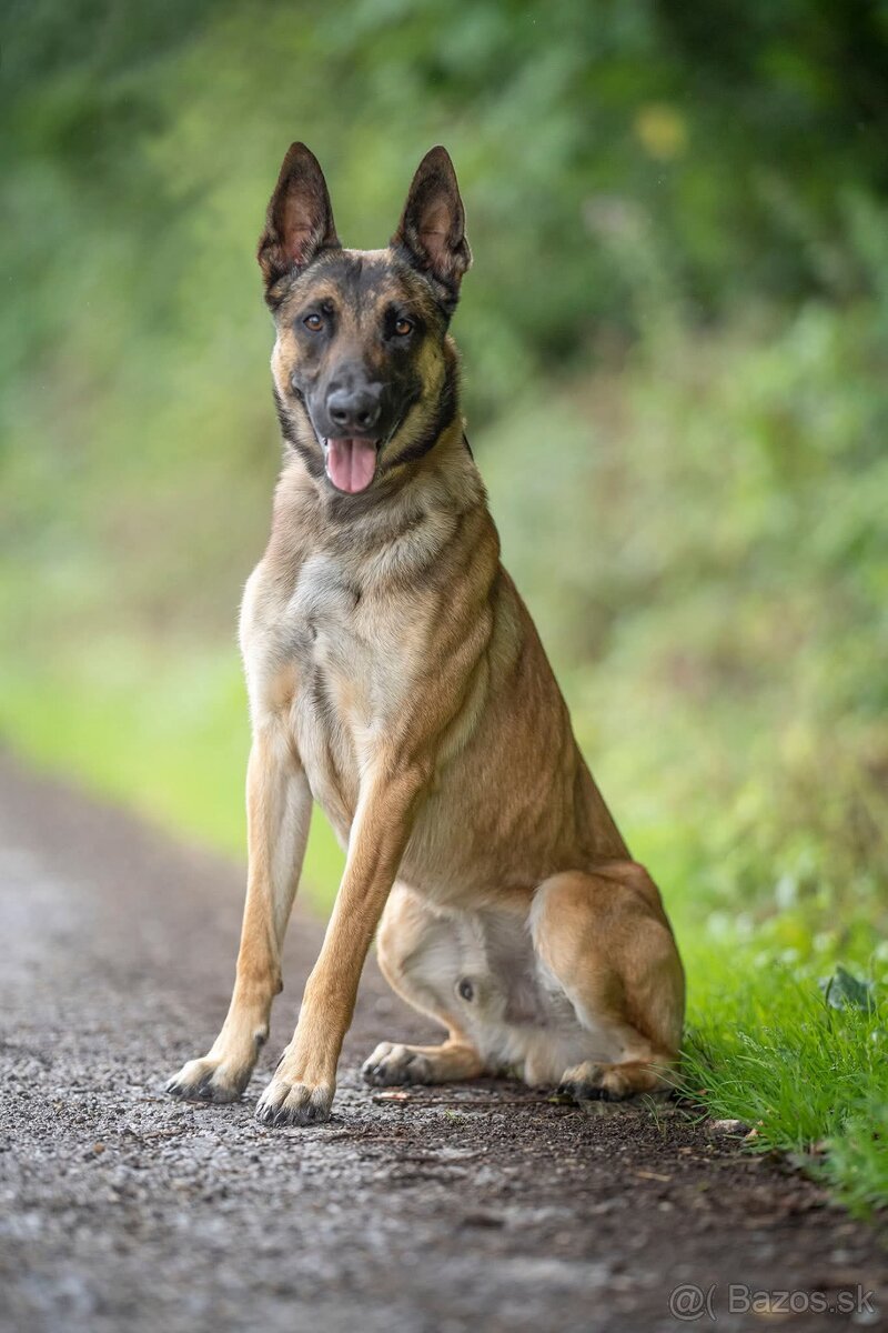Belgický ovčiak - 4