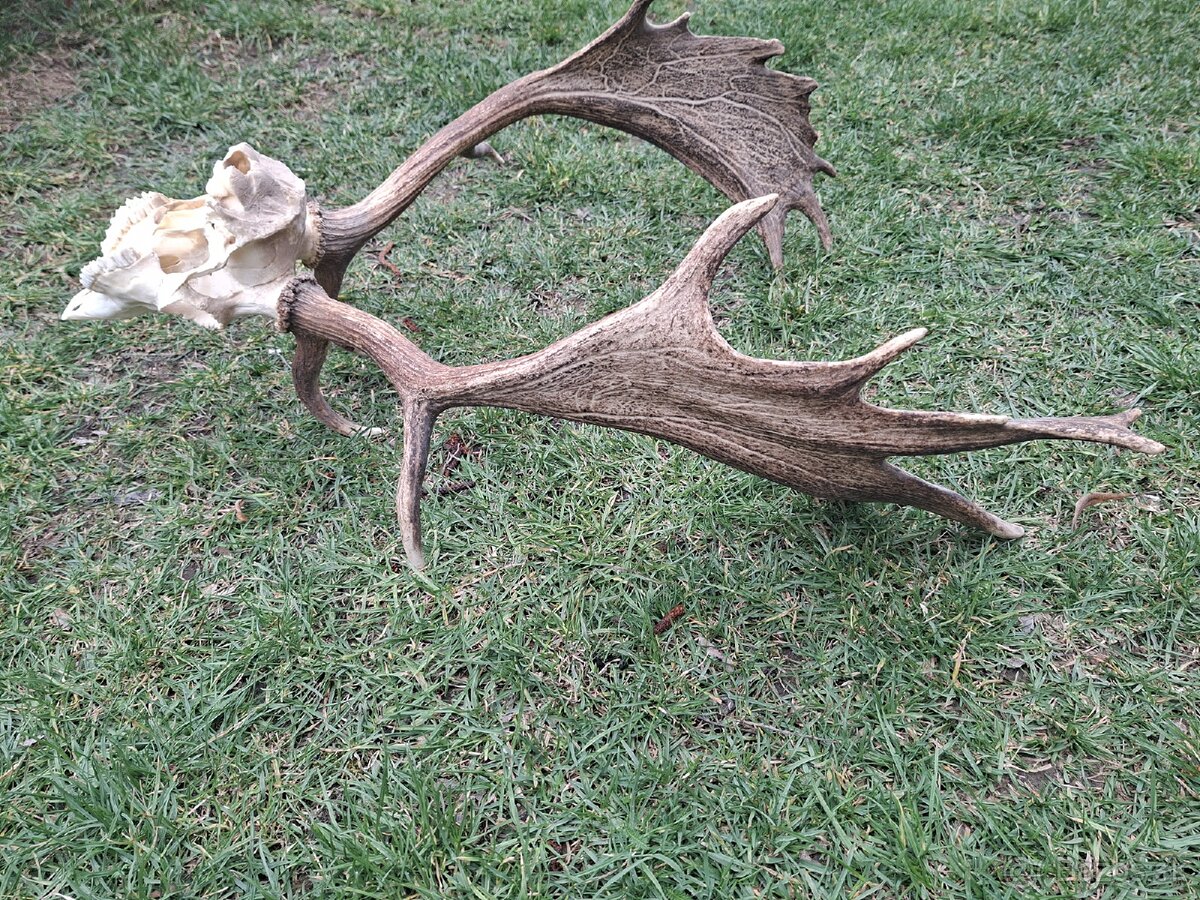 Daniel,trofej,parohy,zhody,trofeje - 4