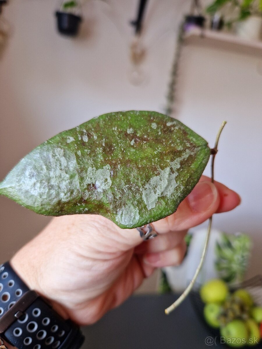 Hoya caudata silver - 4