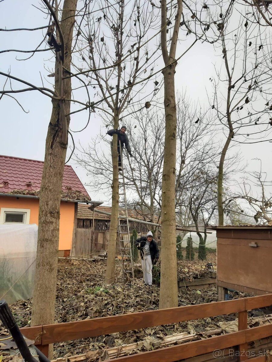 Rýchlorastúci strom-Paulownia clon in vitro 112 - 4