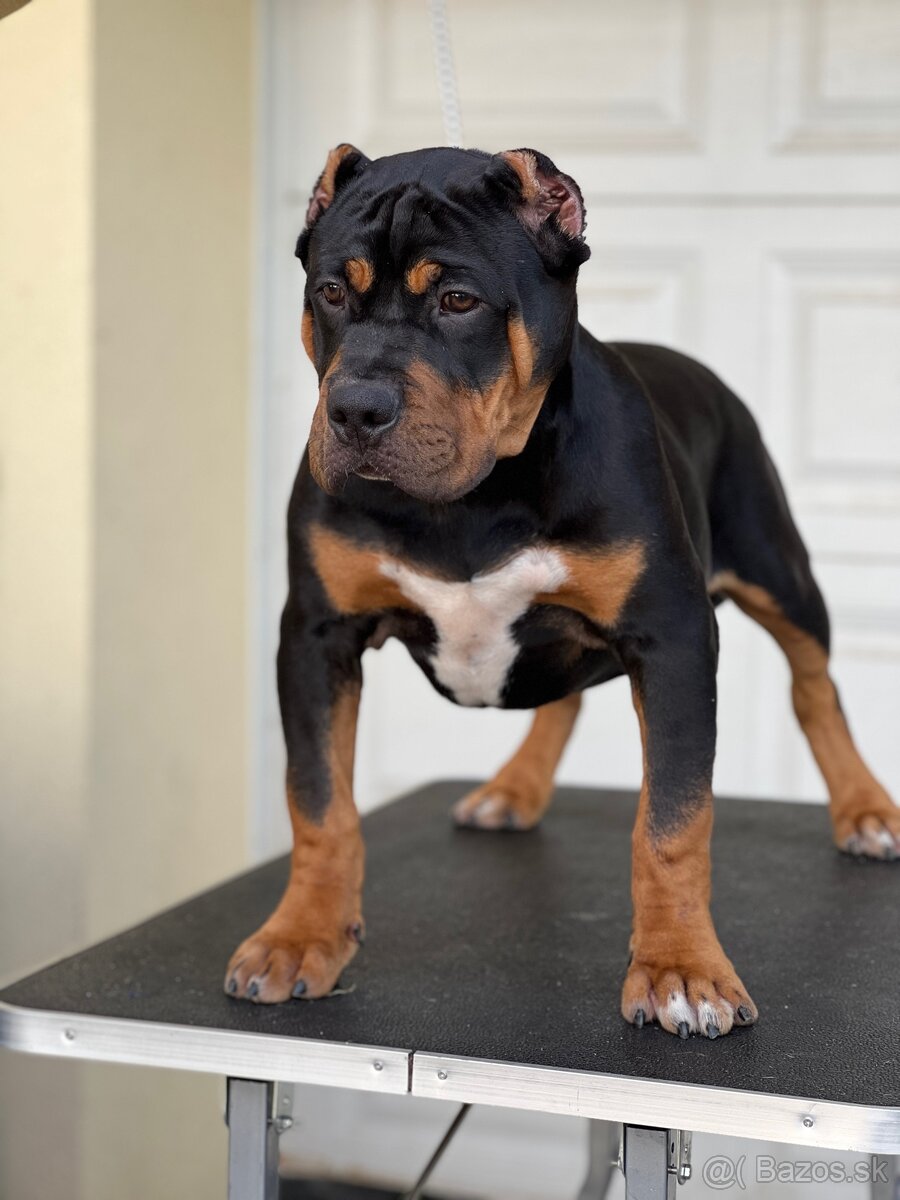 AMERICAN BULLY XL s PP - 4