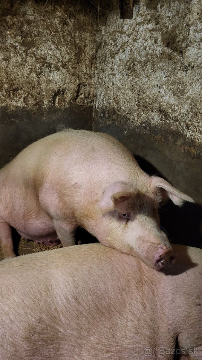 Jatočné ošípané. - 4