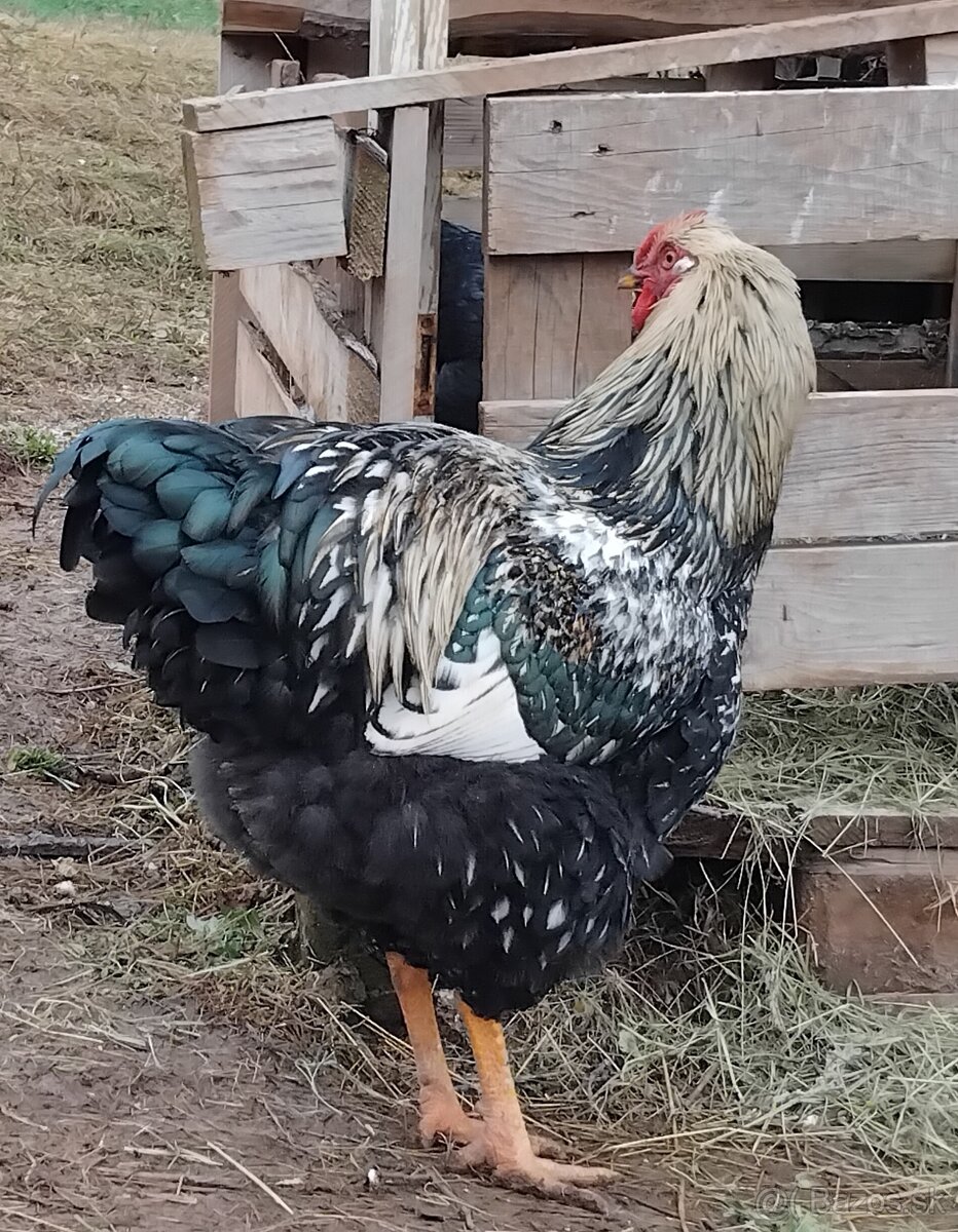 kohút wyandotky - 4
