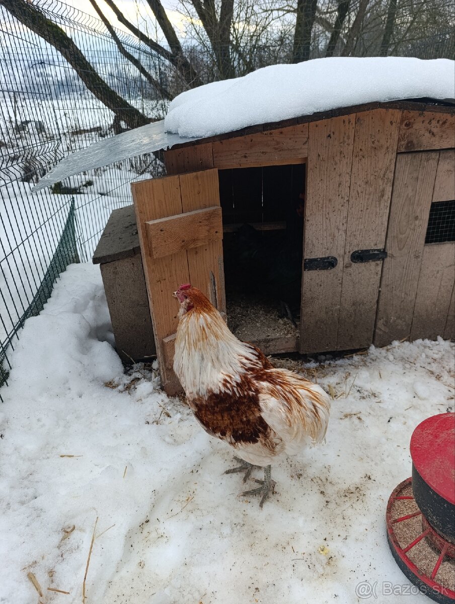 Araucana kohutiky - 4