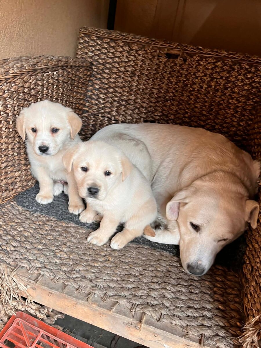 Labrador šteniatka na predaj - 4