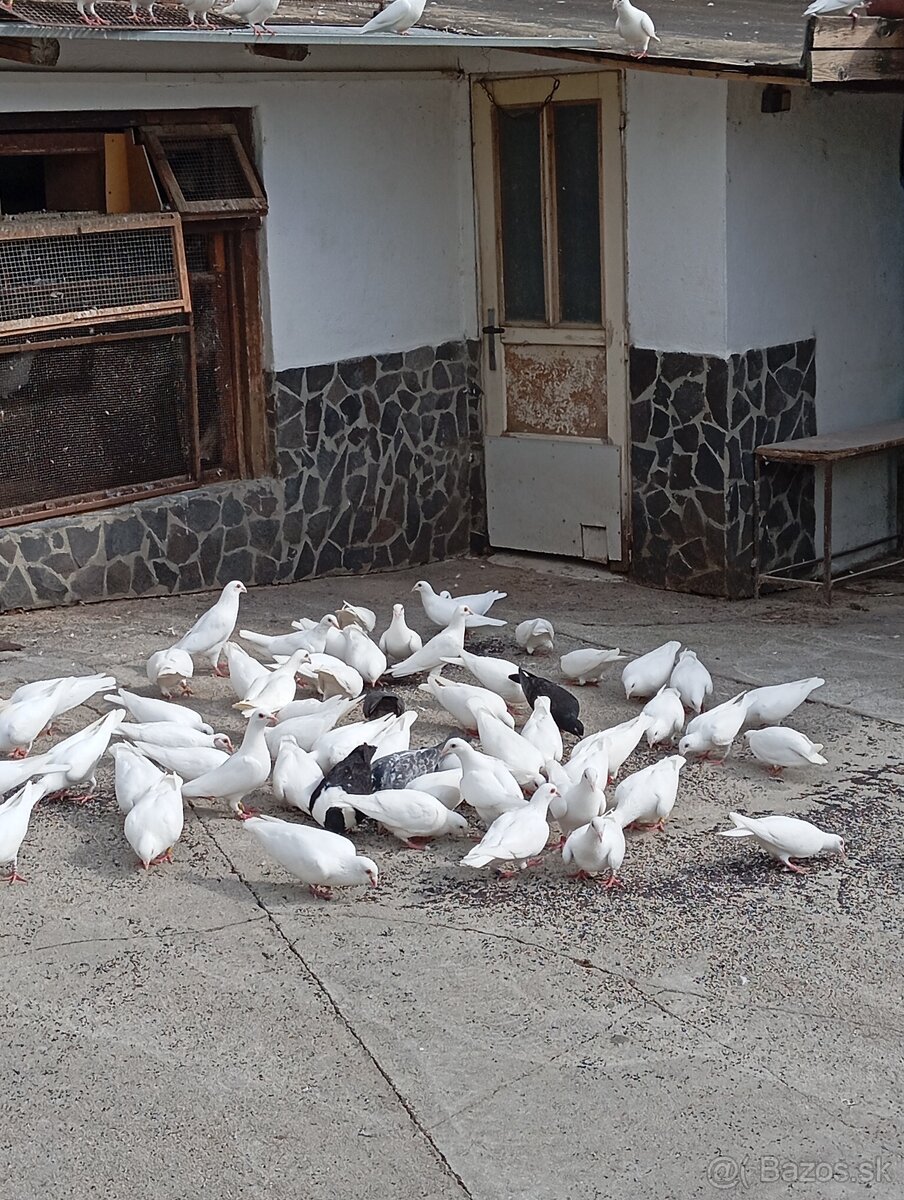Biele poštové holuby - 4