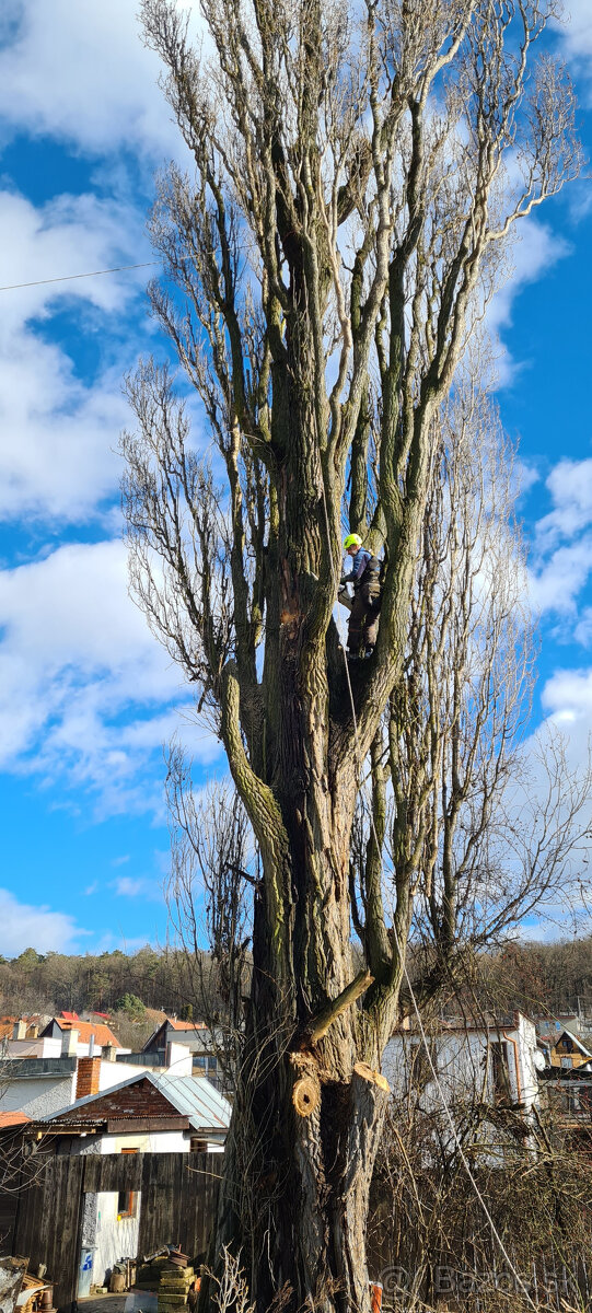 Vyrub rizikových stromov - orez - 4