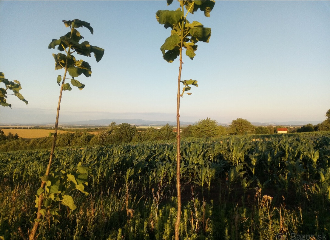 Semienka Paulownia - 4