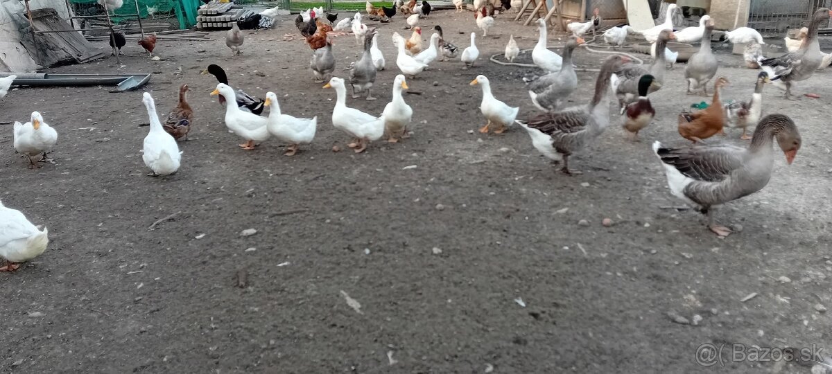 Predám , husy kacice kohuty atd. - 4