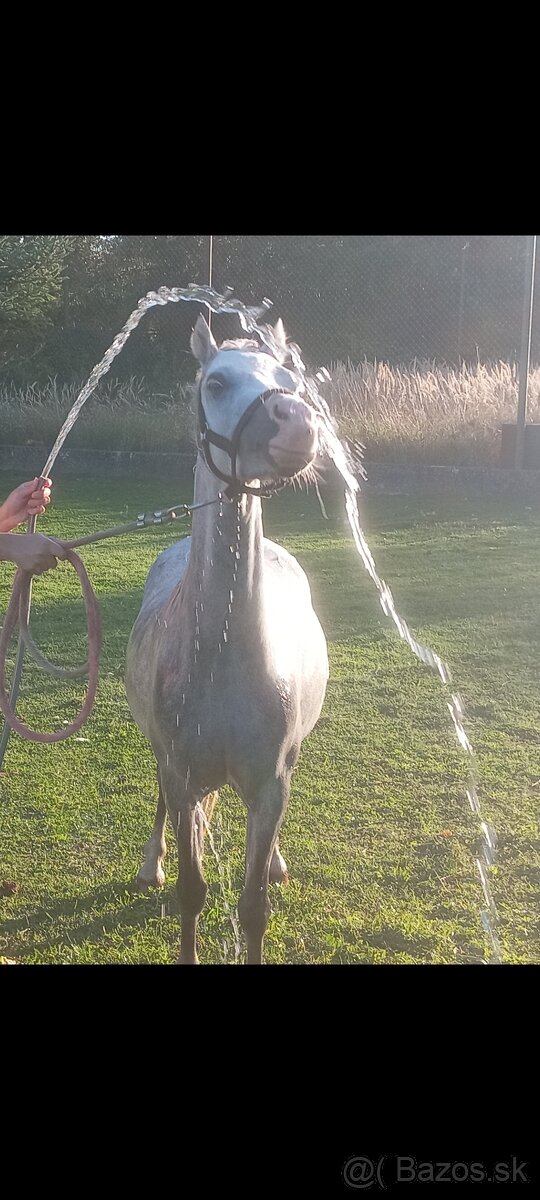 Welsh Mountain Pony - 4