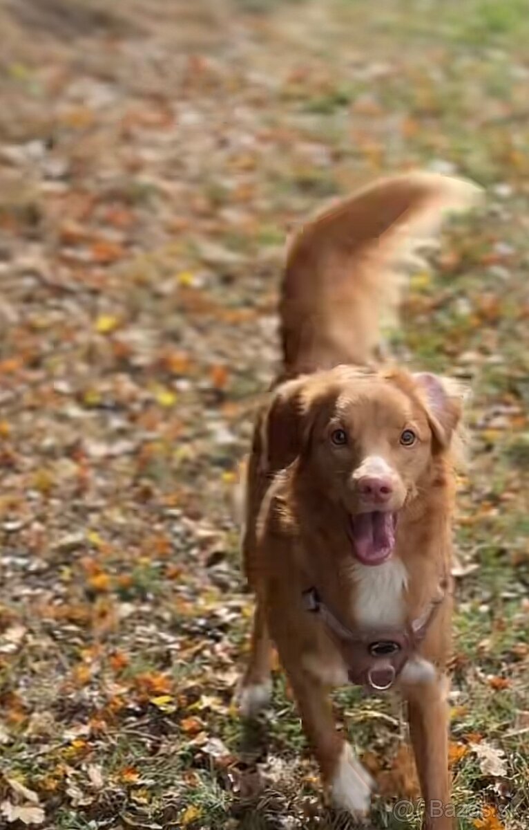 Duck tolling retriever - 4