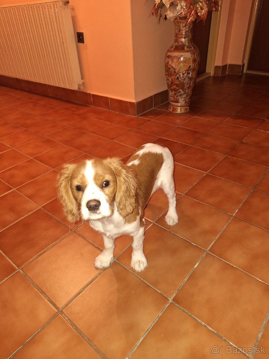 Cavalier King španiel - 4