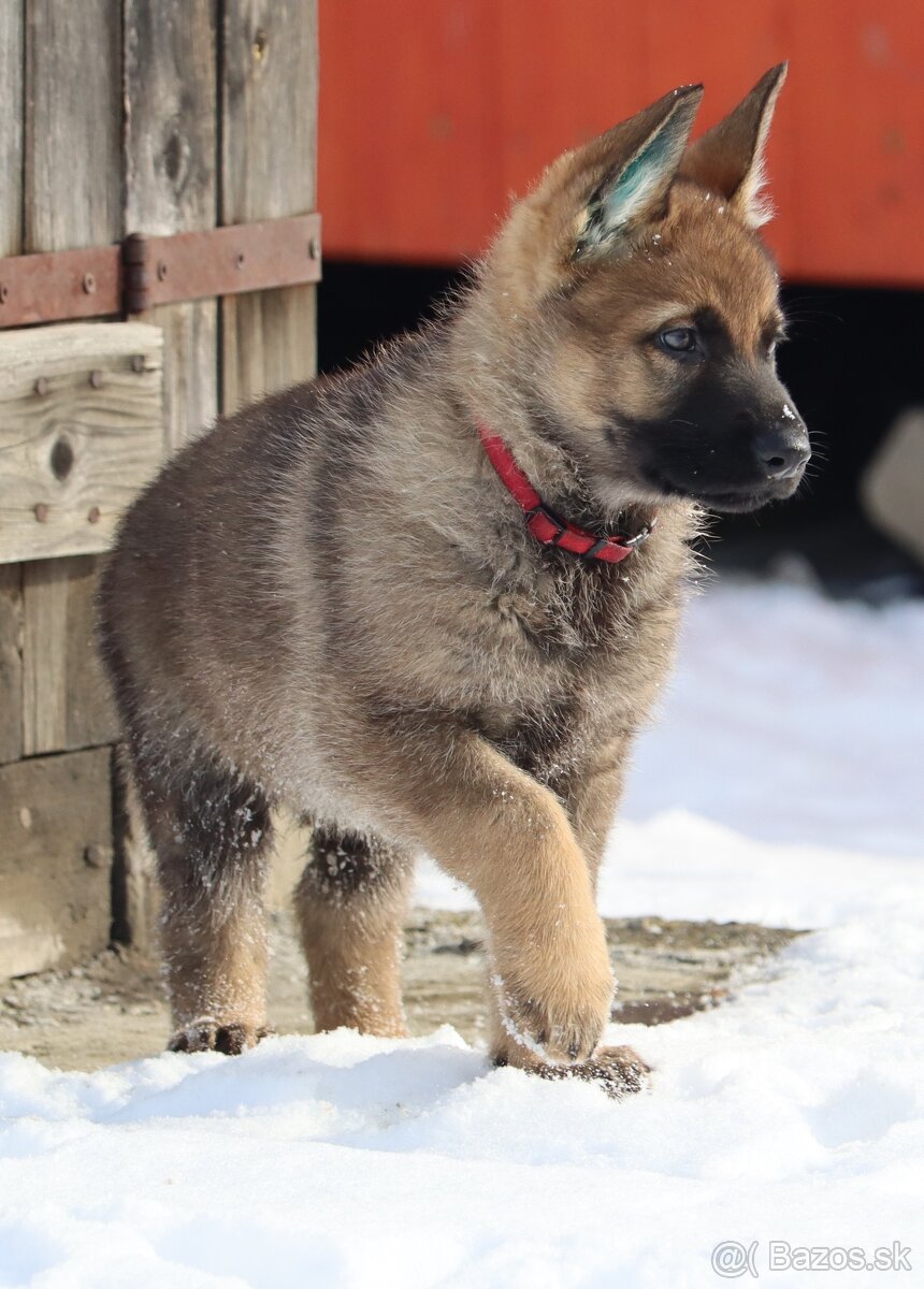 Německý ovčák s PP - 4