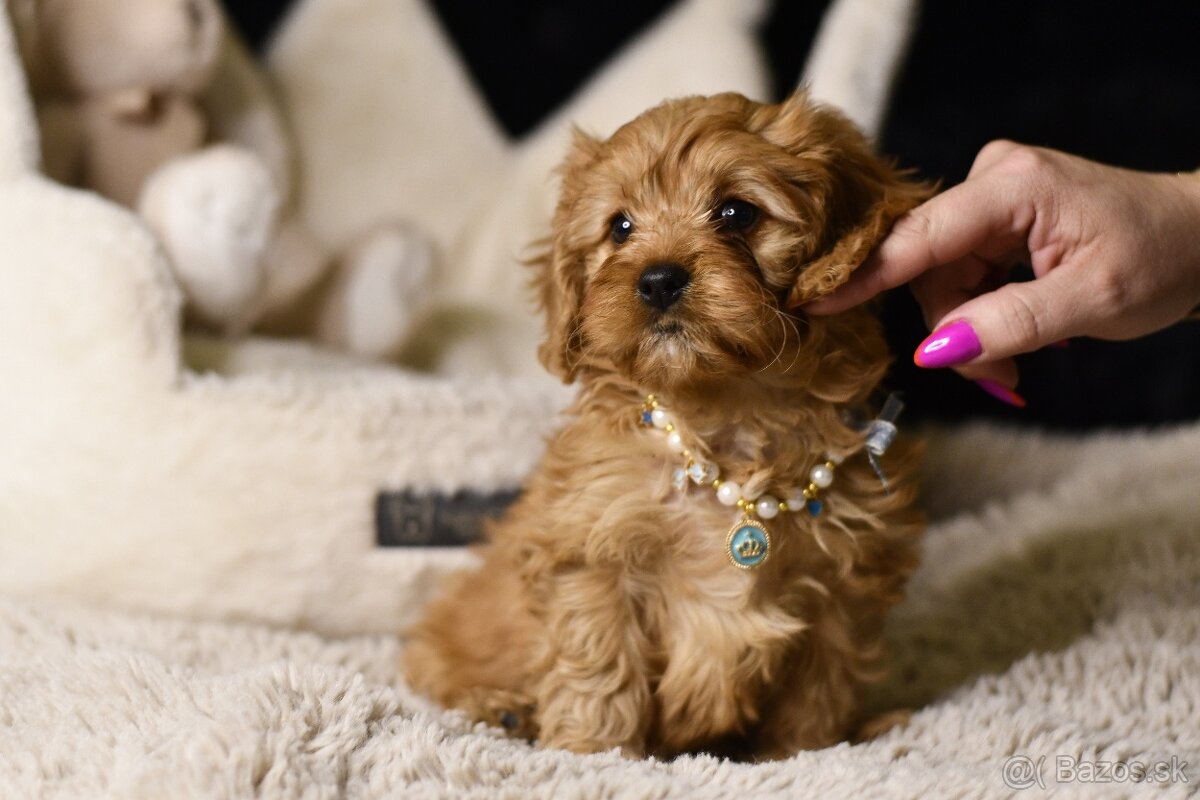 Cavapoo F1 psík hľadá milujúci domov - 4