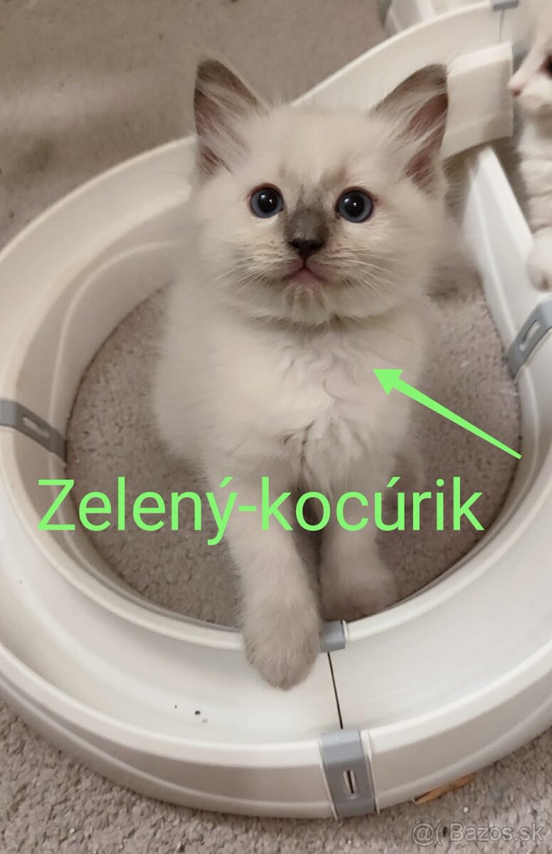 Ragdoll mačička bez pp - 4