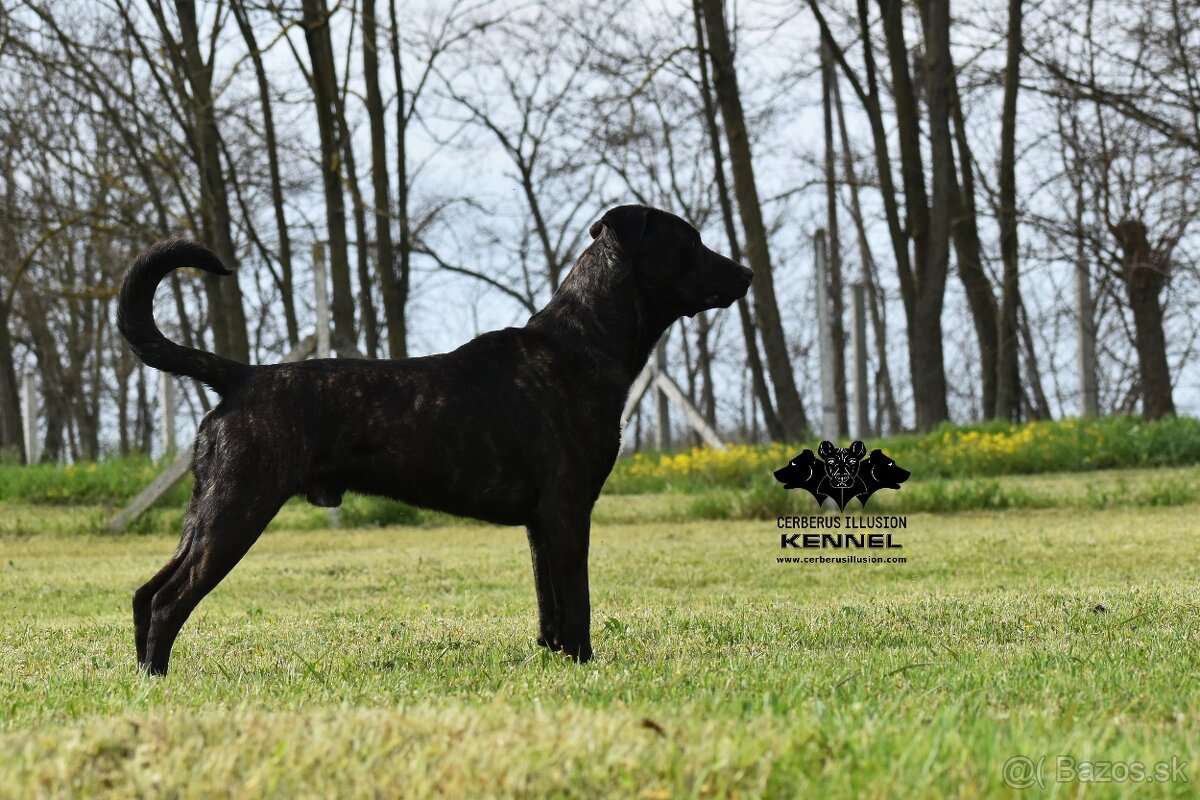 Cimarron Uruguayo s PP – rezervácia šteniatok - 4