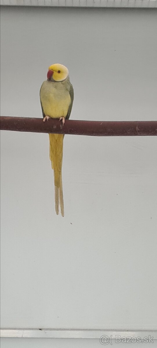 Alexander maly hch - 4