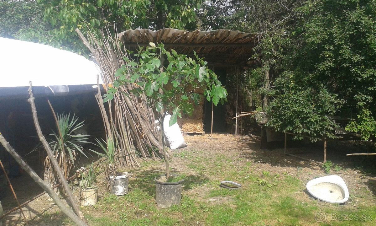 FIGOVNíKY RODIACE - 4